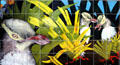 Mural of yellow-eyed penguins in Dunedin. New Zealand.