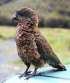 Kea Alpine Parrot on roof of car near Milford Sound. New Zealand.