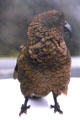 Kea Alpine Parrot on roof of car near Milford Sound. New Zealand.