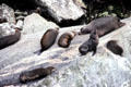 Seals rest on rocks at Milford Sound. New Zealand.