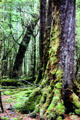 Trees in forest on Lake Duna Nature Walk near Milford Sound. New Zealand.