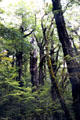 Moss covered trees at Lake Duna Nature Walk near Milford Sound. New Zealand.