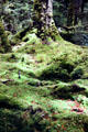 Forest floor on Lake Duna Nature Walk near Milford Sound. New Zealand.