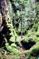 Trees on Lake Duna Nature Walk. New Zealand.