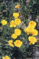 Yellow flowers at Kawarau. New Zealand.