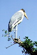 Maribou Stork in Ngorongoro Park. Tanzania.