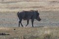 Warthog at Ngorongoro Park. Tanzania.