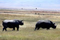 Pair of White Rhino in Ngorongoro Park. Tanzania.