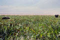 Elephants in tall grass of Ngorongoro Crater wetlands. Tanzania.