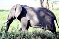 Elephant walking out of shade in Ngorongoro Crater Park. Tanzania.