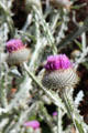Thistle in Princes Street Gardens. Edinburgh, Scotland