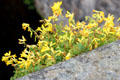 Wildflowers growing on bridge in Dean Village. Edinburgh, Scotland.
