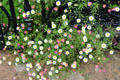 Flower bed at University of Glasgow. Glasgow, Scotland.