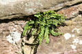Fern on rocks at Dirleton Castle. Dirleton, Scotland.