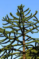 Monkey tree at Dirleton Castle. Dirleton, Scotland.