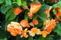 Begonias at Jedburgh war memorial. Jedburgh, Scotland.