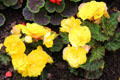 Begonia bed at Mary Queen of Scots House. Jedburgh, Scotland.