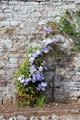 Climbing flowers at Melrose Abbey. Melrose, Scotland.