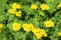 Yellow flowers on ferny leafs at Mellerstain House. Gordon, Scotland.