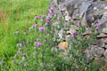 Thistles at Highland Folk Museum. Newtonmore, Scotland.