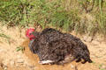 Rooster at Highland Folk Museum. Newtonmore, Scotland.