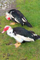 Geese at Highland Folk Museum. Newtonmore, Scotland.