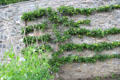 Espaliered apples at Blair Castle. Pitlochry, Scotland.