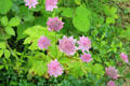 Flowers at Huntingtower Castle. Perth, Scotland.