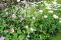 Flowers at Huntingtower Castle. Perth, Scotland.