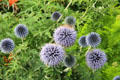 Allium flowers at Maclellan's Castle. Kirkcudbright, Scotland.