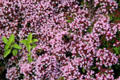 Flowers at Maclellan's Castle. Kirkcudbright, Scotland.