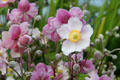 Cosmos flowers at Maclellan's Castle. Kirkcudbright, Scotland.