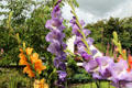 Gladiolas on The Square. New Abbey, Scotland.