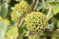 Plant with ball of flowers forming five-pointed stars at Threave Garden. Rhonehouse, Scotland.