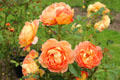 Roses at Threave Garden. Rhonehouse, Scotland.