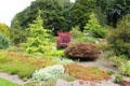 Weeping shrubs at Threave Garden. Rhonehouse, Scotland.