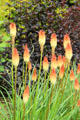 Gradient flowers on stalks at Threave Garden. Rhonehouse, Scotland.