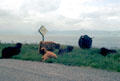 Highland cows along single track road in northern Scotland.