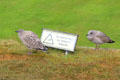 Young gulls at Fort George. Fort George, Scotland.