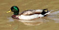 Mallard on pond in Langan Park at Mobile Museum of Art. Mobile, AL.
