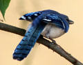 Blue jay in Langan Park at Mobile Museum of Art. Mobile, AL.
