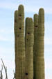 Casa Grande Ruins National Monument. Casa Grande, AZ.