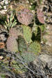 Walnut Canyon National Monument. AZ.