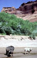 Canyon de Chelley National Monument. AZ.