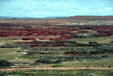 Petrified Forest National Park. AZ.