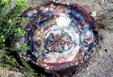 Petrified Forest National Park. AZ.