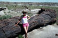 Petrified Forest National Park. AZ.