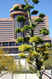 Hyatt Regency. Phoenix, AZ.