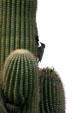 Gila Woodpecker. Phoenix, AZ.