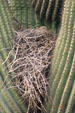 Dove on nest. Phoenix, AZ.